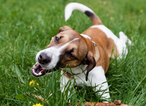 Чому собака їсть траву: експерти розповіли, чого не вистачає тварині 