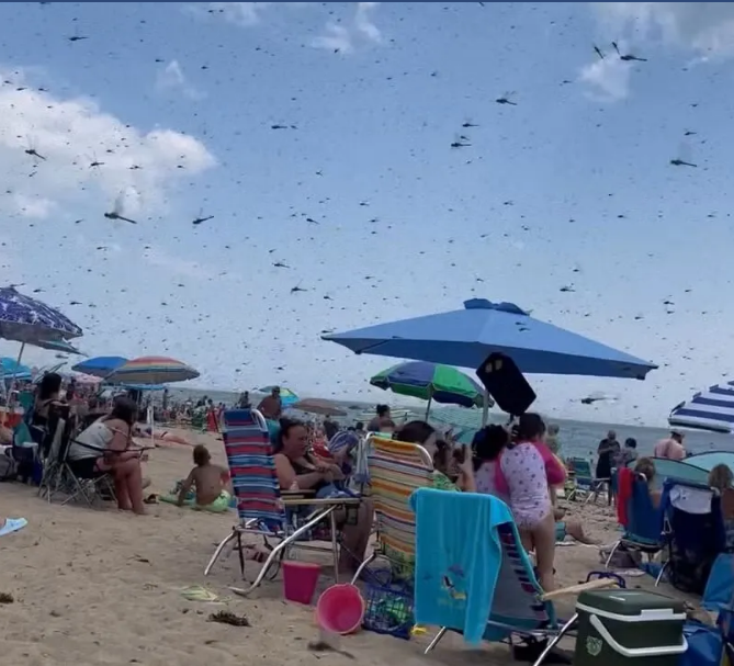 Величезний рій комах перетворив пляж Род-Айленду на сцену з апокаліпсиса. ВІДЕО