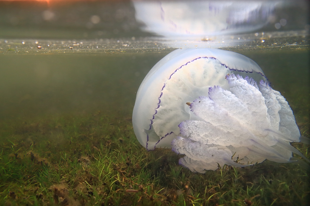 Чем опасны медузы и морские блохи на Азовском море