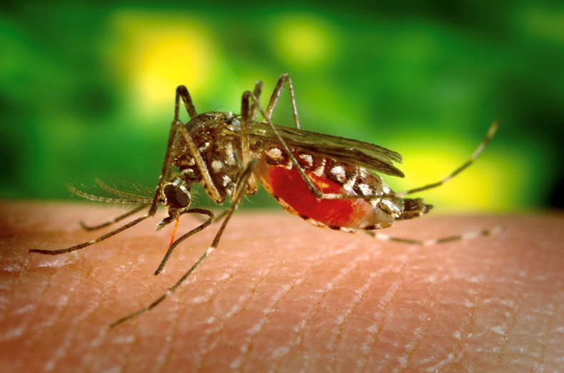Победа над малярией? Новая вакцина показала эффективность 75%
