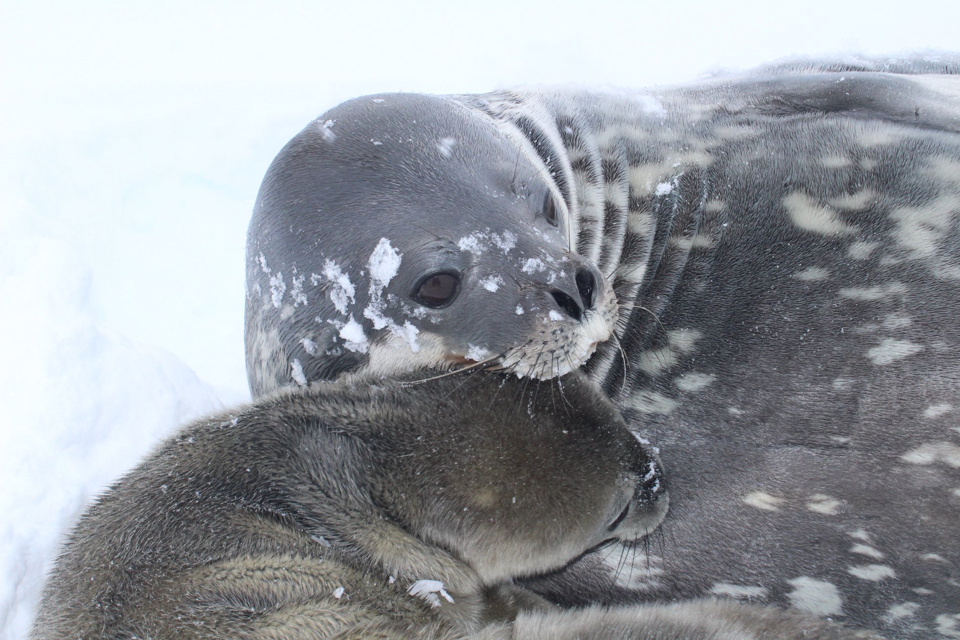 На станції "Академік Вернадський" самка тюленя народила дитинча. Маленькій красуні шукають ім’я. ФОТО