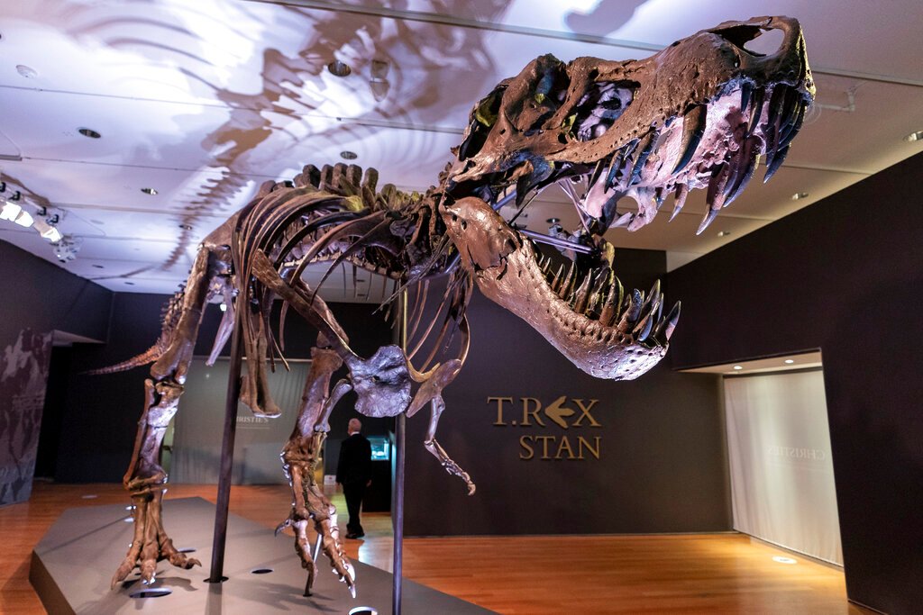На аукционе Christie's продадут скелет тираннозавра по имени Стэн