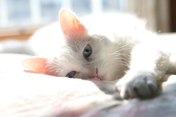 В Японии умер знаменитый кот-мем Набико