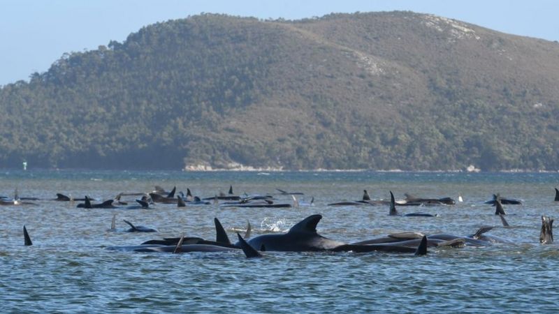 ВВС: 90 китів загинули біля Тасманії. Що з ними трапилося?