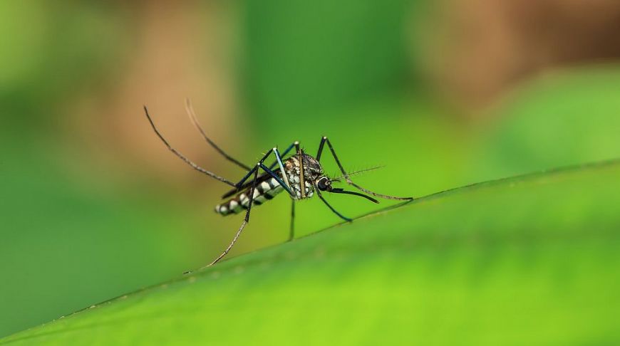 Лихорадка денге поможет против коронавируса?