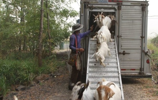 Жители Орегона наняли 230 коз для борьбы с пожарами