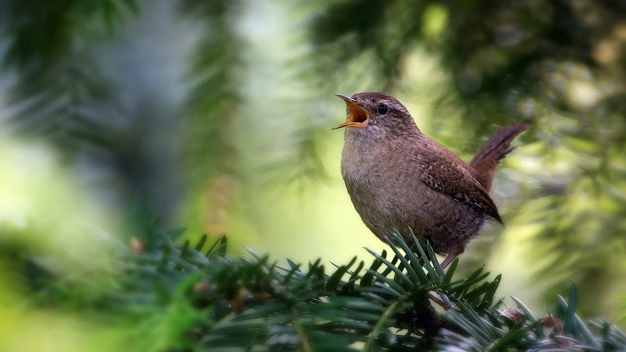 Во время карантина птицы расширили свой вокальный диапазон – исследование