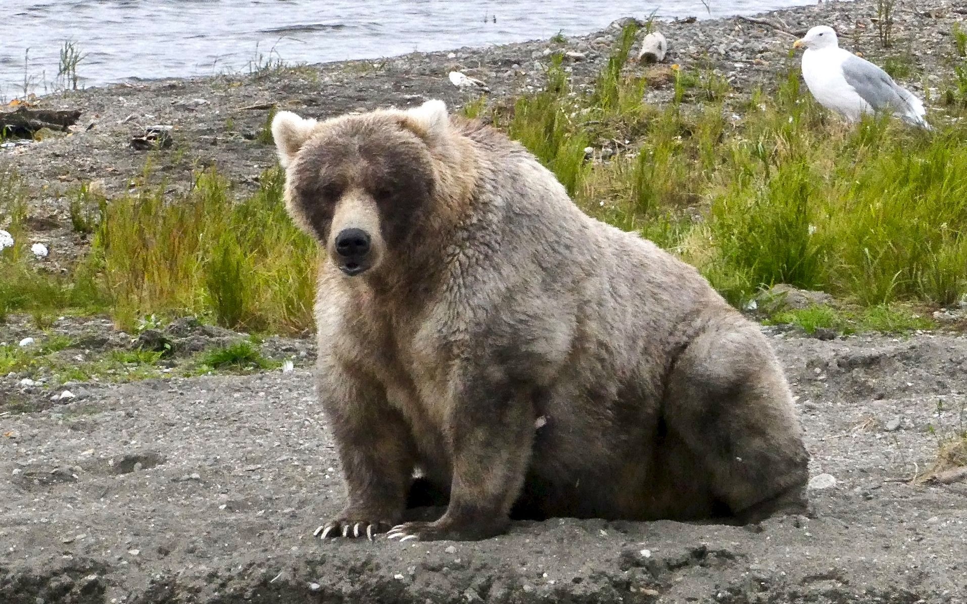 В Заповедник Катмай на Аляске выберут самого упитанного медведя