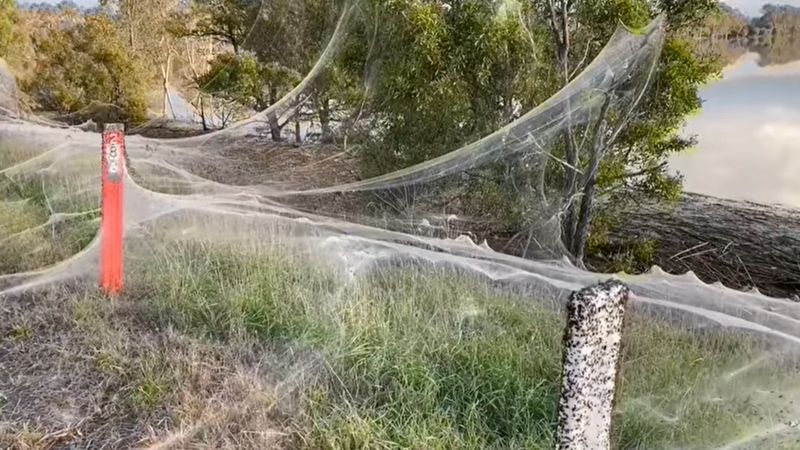 ВВС: Австралію оповило павутиння. Що відбувається і де воно взялось?