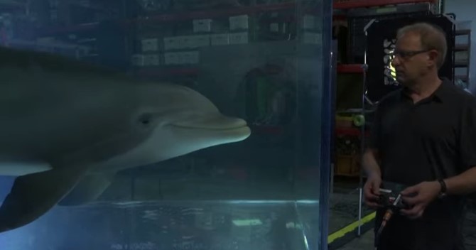 В США создали уникального робота-дельфина стоимостью в несколько миллионов долларов