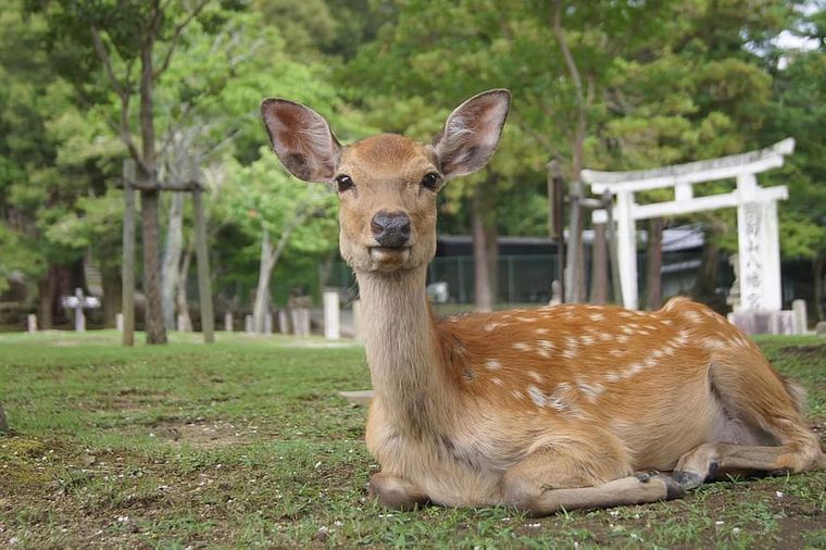 Японець створив "їстівні" пакети, щоб олені не вмирали, з’їдаючи пластикові торби