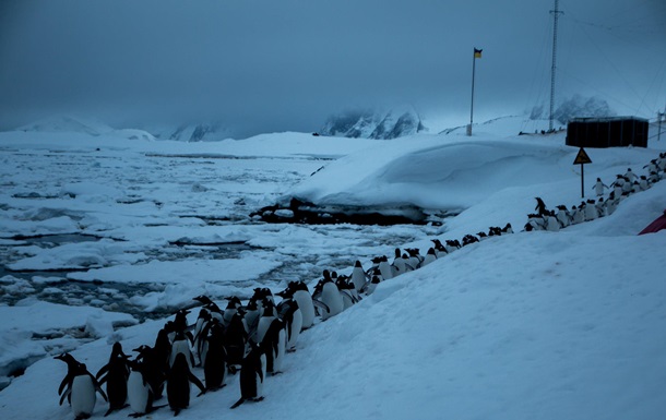 В Антарктиде пингвины оказались в ледовой ловушке. Они голодают пятый день