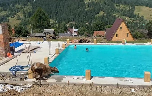 В Карпатах корова прыгнула в бассейн с туристами и совершила заплыв. ВИДЕО