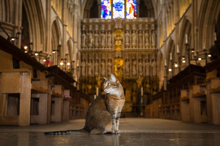 Лондонский собор отпел уличную кошку, которая жила в нем последние 12 лет 