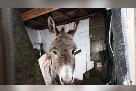 Російським військовим для перевезення боєприпасів видали віслюка