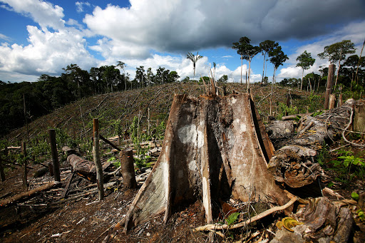 Земля останется без легких: вырубка тропических лесов Амазонии достигла максимума с 2008 года