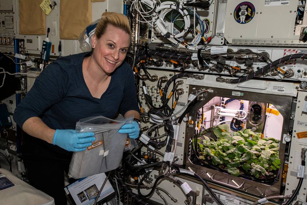 На МКС собрали первый урожай редиса – NASA