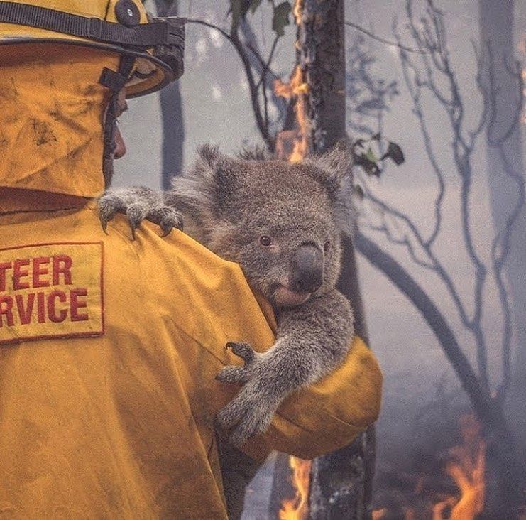 Из-за пожаров в Австралии пострадали более 60 тысяч коал 