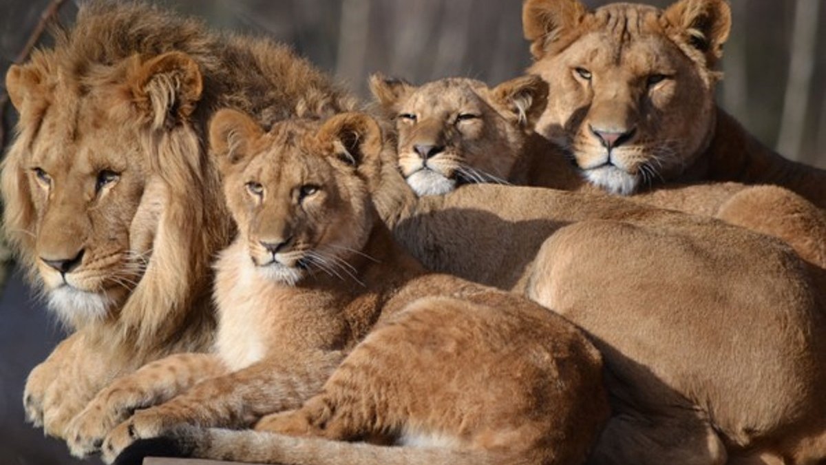 В зоопарке Барселоны зафиксировали вспышку COVID-19 среди львов