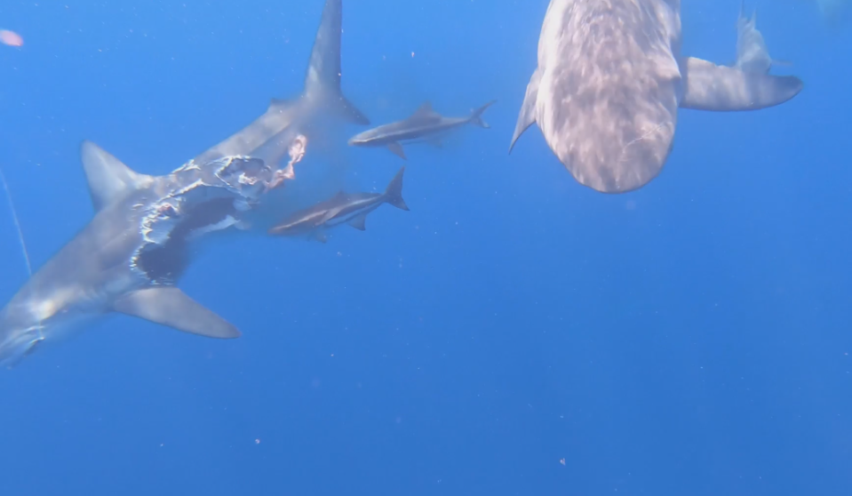 Ученый снял на видео акулу-зомби, половину которой съели хищники