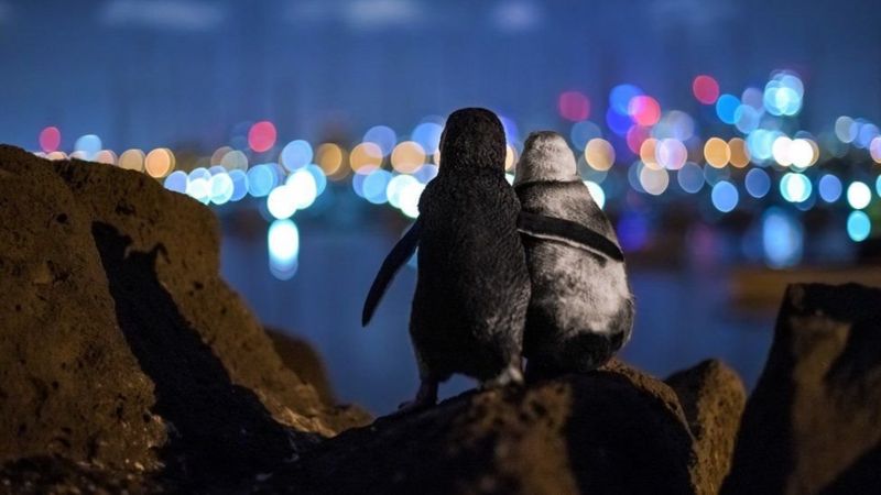 Фото року: Знімок пінгвінів, що обіймаються, став переможцем премії Океанографічного журналу Ocean Photograph Awards