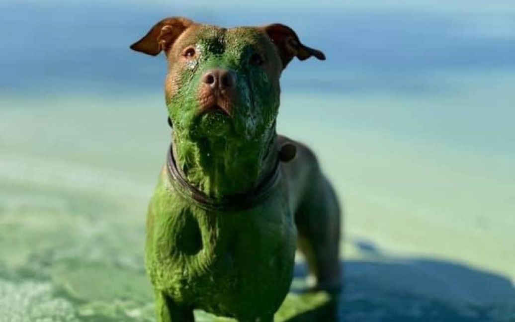 Цвіте та стогне: Мережу облетіли фото зеленого пса, який скупався у Дніпрі