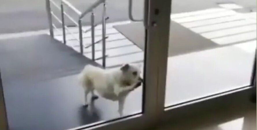 Турецкий Хатико! Пес несколько дней ждал больного коронавирусом хозяина у порога больницы