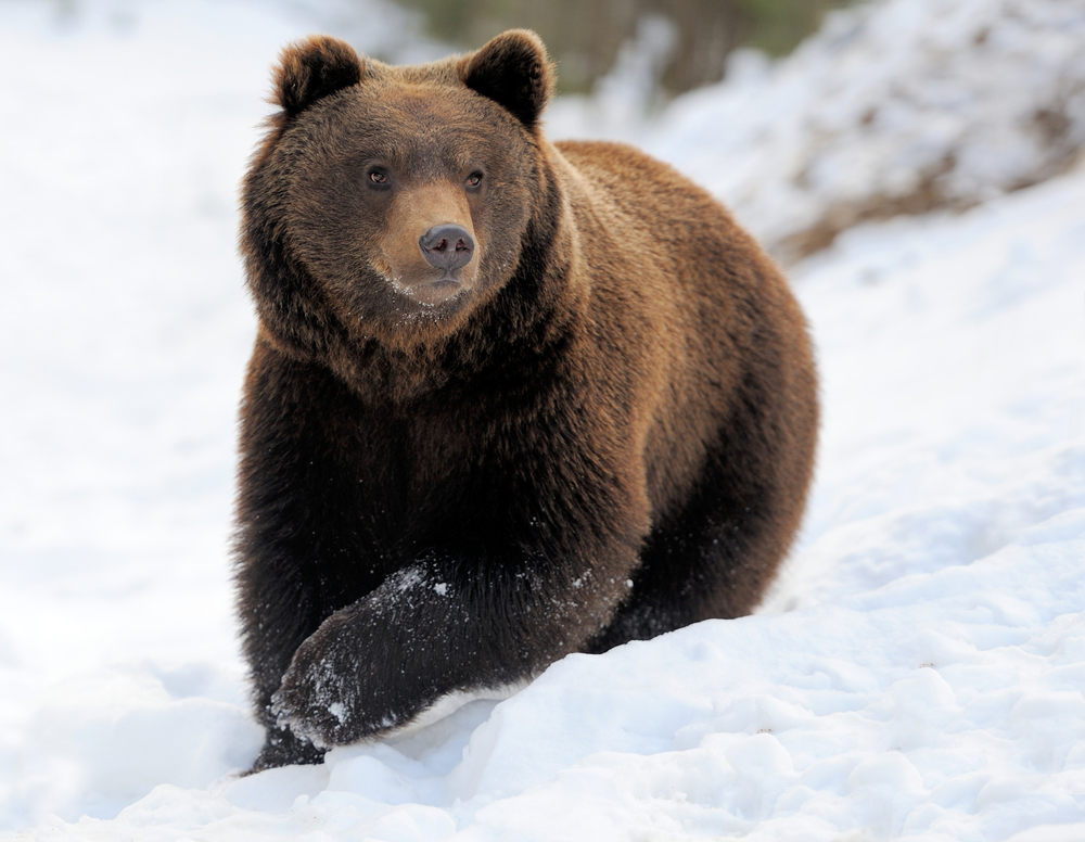 На румынском курорте медведь погнался за лыжником. ВИДЕО