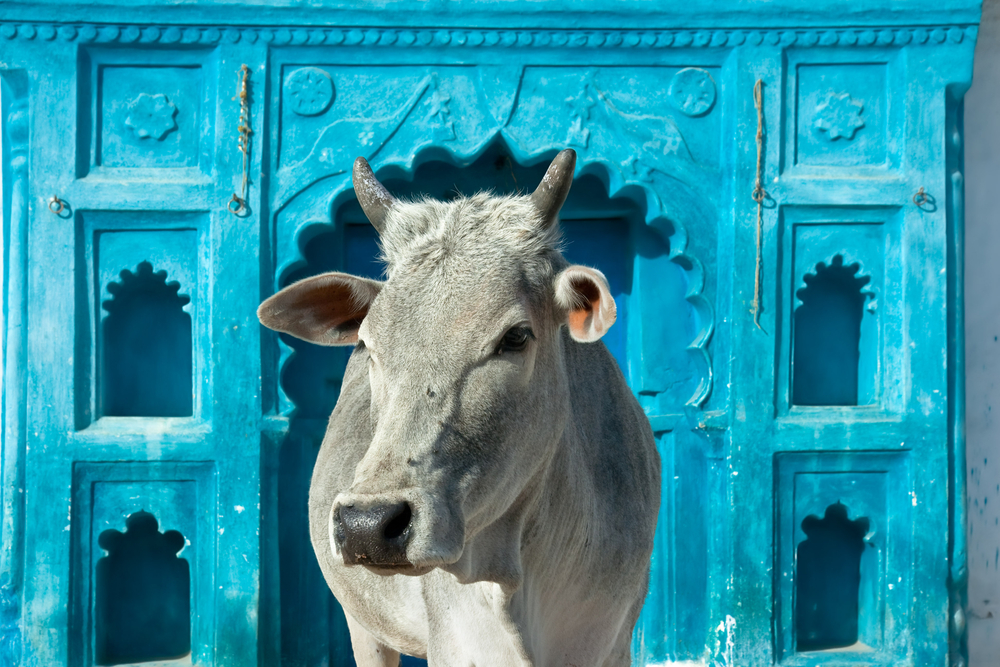В Индии студенты и школьники сдают экзамен на знание коров