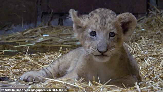 В зоопарке Сингапура родился львенок Симба, зачатый в "пробирке"