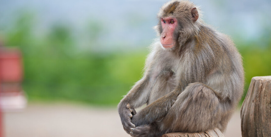 В Индии обезьяны ворвались в дом и похитили новорожденных близнецов. Одного ребенка убили 
