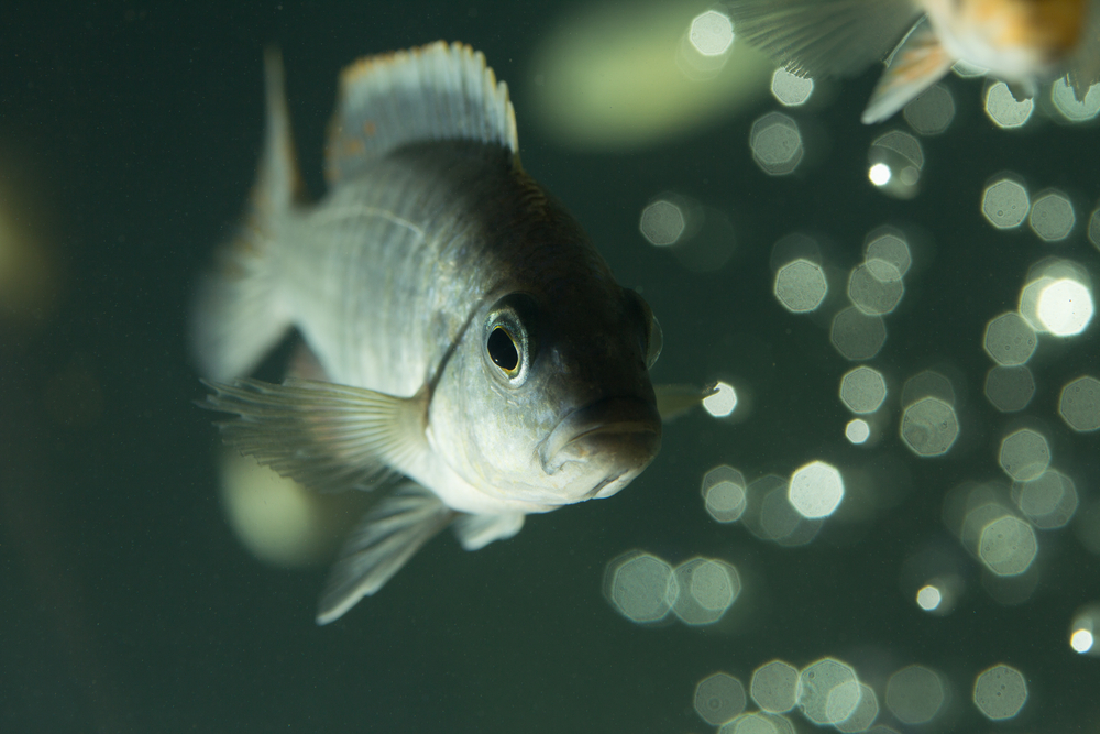 Исследование: Антидепрессанты из канализации превращают рыб в зомби