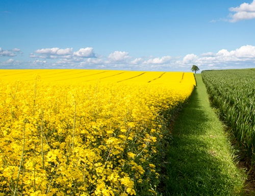 Поляки просять дозволити імпорт сільськогосподарської продукції з України
