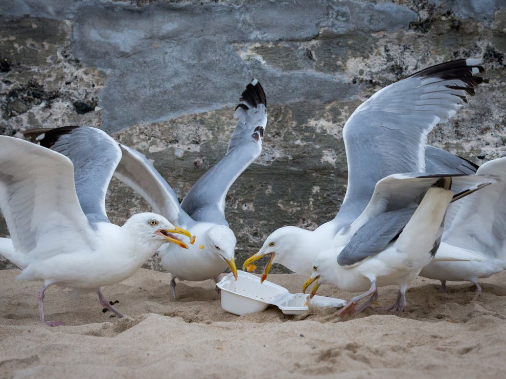 В Бахрейне чайки перешли на фастфуд и перестали летать из-за лишнего веса