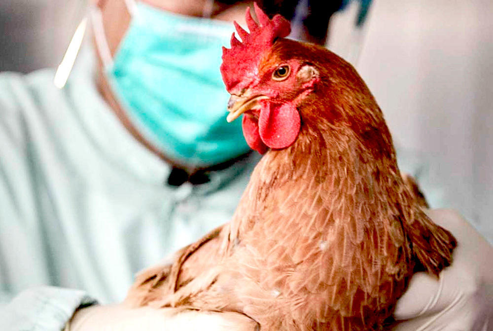 Выявлен первый в мире случай заражения человека птичьим гриппом нового типа