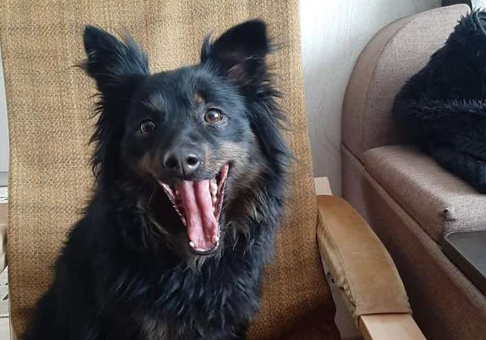 Після смерті АТОвця родичі вигнали собаку: волонтери шукають для Марусі новий дім 
