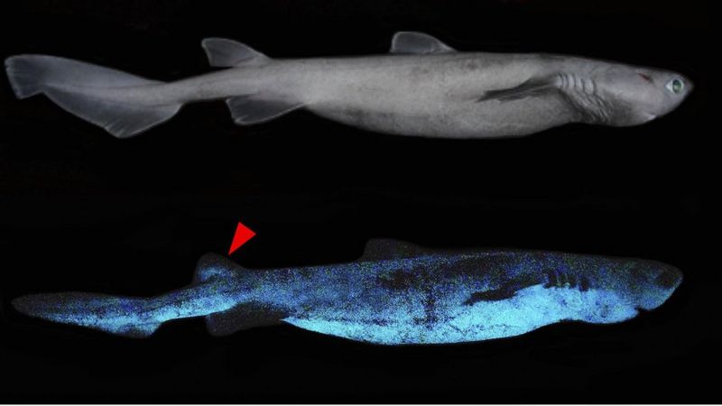 Ученые обнаружили гигантскую светящуюся акулу