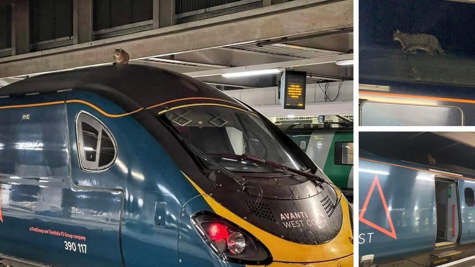 У Лондоні швидкісний потяг затримали на 2,5 години через кішку, яка сиділа на даху вагона