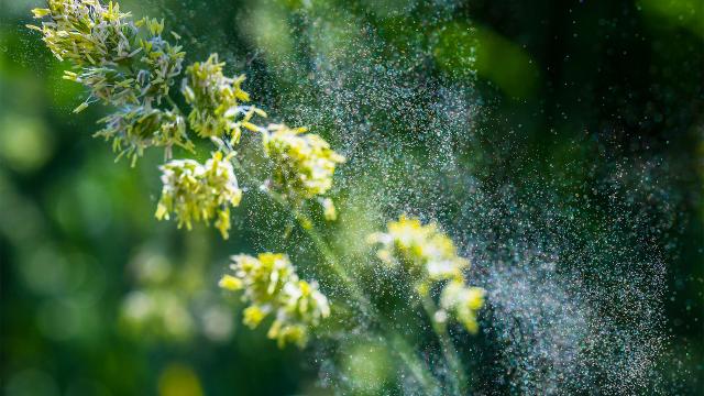 Пыльца повышает риск заражения коронавирусом, даже при отсутствии аллергии, – ученые