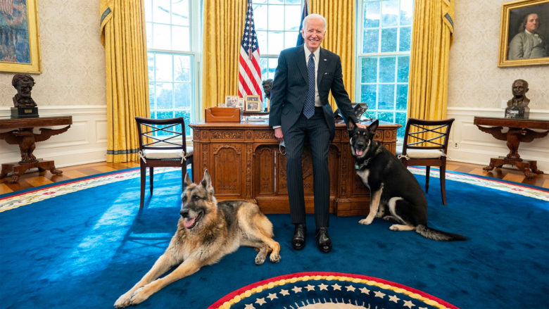 "Они – члены семьи": собаки Байдена вернутся в Белый дом