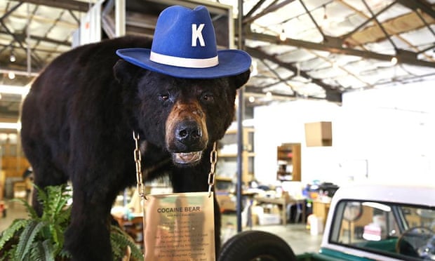 США снимут фильм о медведе, съевшем 40 кг кокаина. И это реальная история