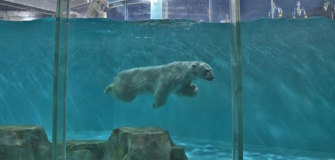 В Китае открылся отель с белыми медведями