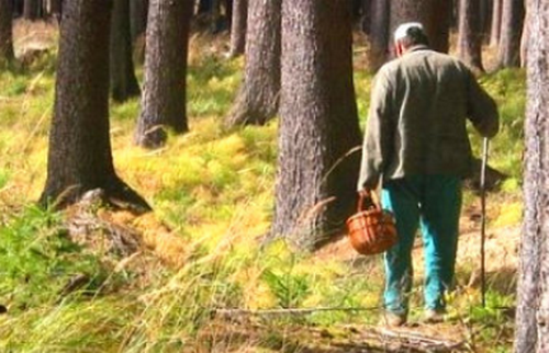 У Німеччині розслідують появу "грибника, що заблукав", на полігоні Бундесверу