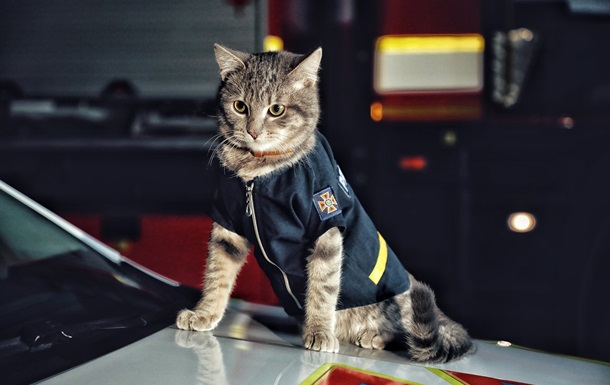 Киевский кот-спасатель получил звание майора