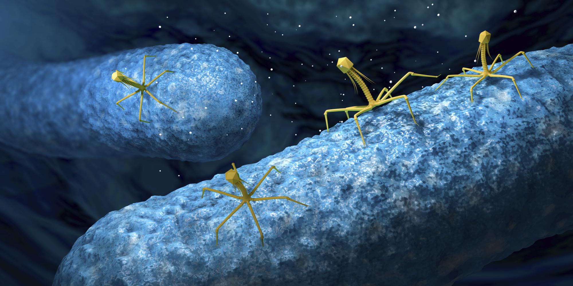 Сконструированные вирусы смогут бороться с бактериями, устойчивыми к антибиотикам