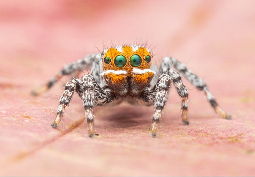В Австралии открыли новый вид танцующих пауков-павлинов
