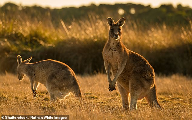У кроликов и кенгуру нашли общий "ген прыгучести"
