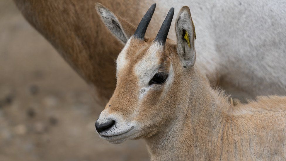 В британском зоопарке родился детеныш вымершей в дикой природе антилопы