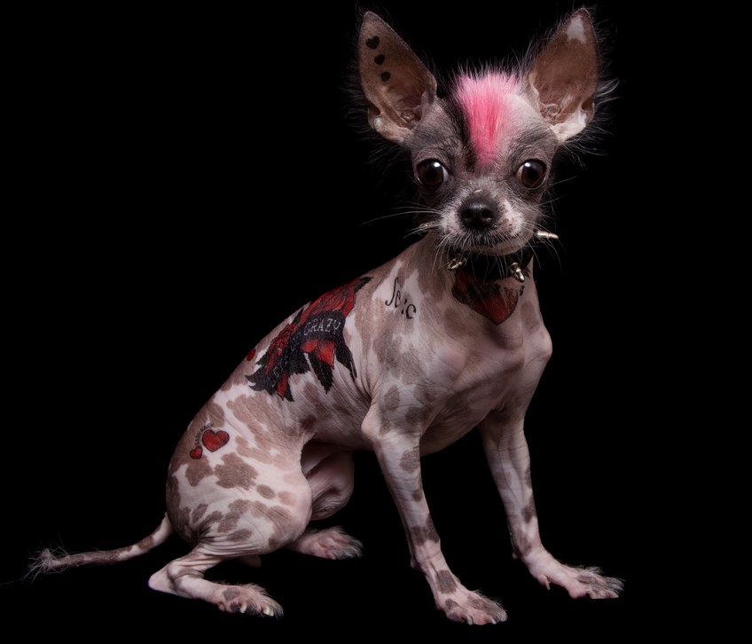 Странная мода: в Рио-де-Жанейро запретили делать животным тату и пирсинг