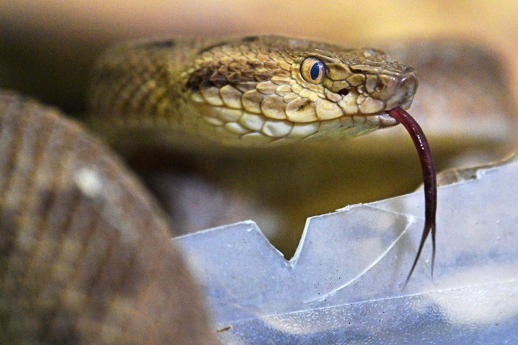 Исследование: Люди могли бы быть ядовитыми, как змеи